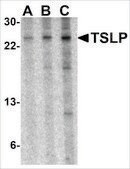 抗-TSLP (ab3) 兔抗 affinity isolated antibody