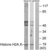 Anti-Histone H2A.X antibody produced in rabbit affinity isolated antibody