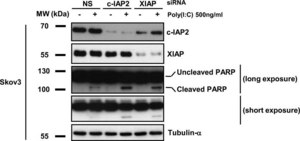 Monoclonal Anti-α-Tubulin antibody produced in mouse ascites fluid, clone B-5-1-2