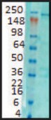 Monoclonal Anti-ITPR1 antibody produced in mouse clone S24-18, 1 mg/mL, purified immunoglobulin