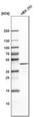 Anti-TARBP2 antibody produced in rabbit Prestige Antibodies® Powered by Atlas Antibodies, affinity isolated antibody, buffered aqueous glycerol solution