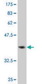 Monoclonal Anti-ITGA1 antibody produced in mouse clone 4G11, purified immunoglobulin, buffered aqueous solution