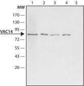 Anti-VAC14 antibody produced in rabbit ~1.5 mg/mL, affinity isolated antibody, buffered aqueous solution