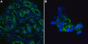 Anti-E-Cadherin Antibody, clone 1G14 ZooMAb® Rabbit Monoclonal recombinant, expressed in HEK 293 cells