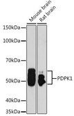 Anti- PDPK1 antibody produced in rabbit