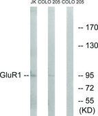 Anti-GLUR1 antibody produced in rabbit affinity isolated antibody