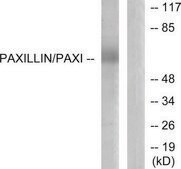 Anti-Paxillin antibody produced in rabbit affinity isolated antibody
