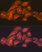Anti-CLOCK antibody produced in rabbit