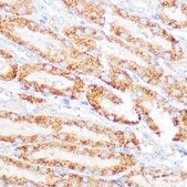 Anti- KEAP1 antibody produced in rabbit