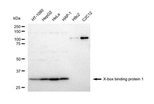 Anti X-box binding protein 1 Antibody, clone 23GB4840, Rabbit Monoclonal clone 23GB4840, recombinant rabbit monoclonal, expressed in HEK293 cells