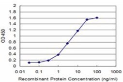 ANTI-RUNX2 antibody produced in mouse clone 6E1, purified immunoglobulin, buffered aqueous solution
