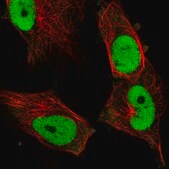 Anti-FOSL1 antibody produced in rabbit Prestige Antibodies® Powered by Atlas Antibodies, affinity isolated antibody