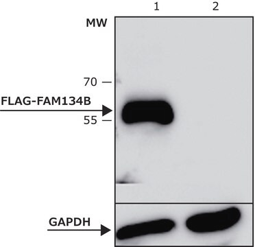 ANTI-FLAG&#174; M2 antibody, Mouse monoclonal Clone M2, purified from hybridoma cell culture in bioreactor