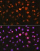 Anti-DDIT3/CHOP antibody produced in rabbit