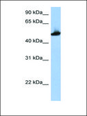 Anti-TUBB2A antibody produced in rabbit affinity isolated antibody