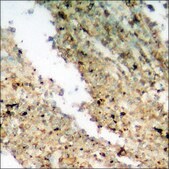 Anti-phospho-Smad3 (pSer204) antibody produced in rabbit affinity isolated antibody