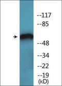 Anti-phospho-PAK2 (pSer141) antibody produced in rabbit affinity isolated antibody
