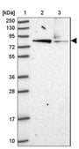 Anti-HOOK2 antibody produced in rabbit Prestige Antibodies® Powered by Atlas Antibodies, affinity isolated antibody, buffered aqueous glycerol solution