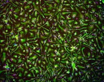 Human Spinal Astrocytes Human iPSC line, Fully differentiated, Healthy Male Control (no known neurological disorders), Cryopreserved