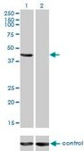 Monoclonal Anti-TSG101 antibody produced in mouse clone 5B7, purified immunoglobulin, buffered aqueous solution