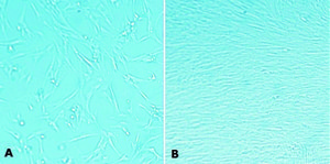 MaxGel™ ECM mixture, liquid