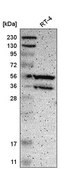 Anti-PPP3CB antibody produced in rabbit Prestige Antibodies® Powered by Atlas Antibodies, affinity isolated antibody