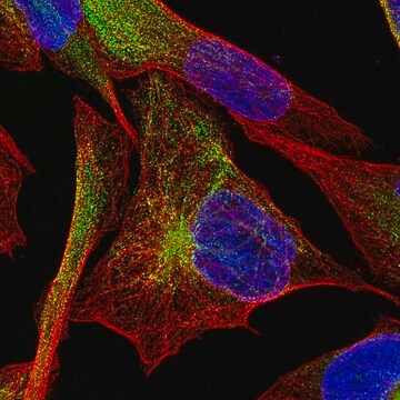 Monoclonal Anti-DES antibody produced in mouse Prestige Antibodies® Powered by Atlas Antibodies, clone CL4502, purified immunoglobulin