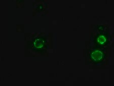 抗小鼠IgG（Fc特异性）–FITC 山羊抗 affinity isolated antibody, buffered aqueous solution