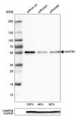 Monoclonal Anti-WWTR1 antibody produced in mouse Prestige Antibodies® Powered by Atlas Antibodies, clone CL0371, purified immunoglobulin, buffered aqueous glycerol solution