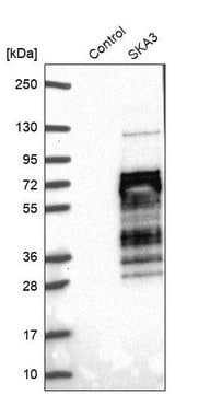 Anti-SKA3 antibody produced in rabbit Prestige Antibodies&#174; Powered by Atlas Antibodies, affinity isolated antibody, buffered aqueous glycerol solution