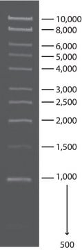 1 kb DNA分子量标准 for DNA electrophoresis