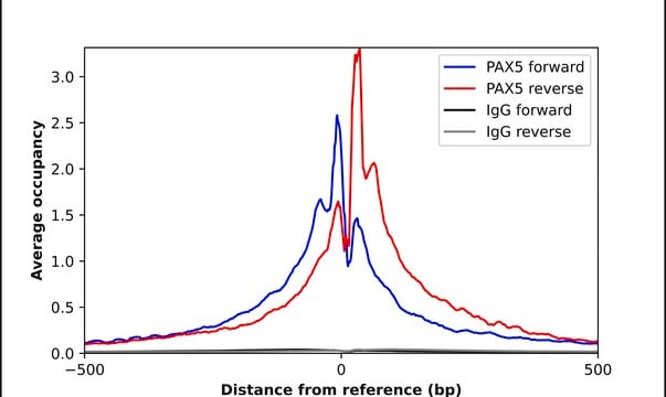 Anti-PAX5 antibody produced in rabbit Prestige Antibodies® Powered by Atlas Antibodies, affinity isolated antibody