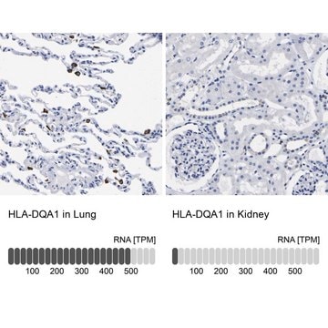 Anti-HLA-DQA1 antibody produced in rabbit Prestige Antibodies® Powered by Atlas Antibodies, affinity isolated antibody, buffered aqueous glycerol solution