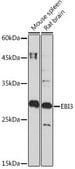 Anti-EBI3 antibody produced in rabbit