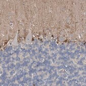 Anti-FABP7 antibody produced in rabbit Prestige Antibodies® Powered by Atlas Antibodies, affinity isolated antibody, buffered aqueous glycerol solution