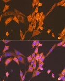 Anti-Raptor antibody produced in rabbit