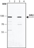 Anti-Sir2 (AS-16) antibody produced in rabbit affinity isolated antibody, buffered aqueous solution