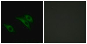 Anti-CD9 antibody produced in rabbit affinity isolated antibody