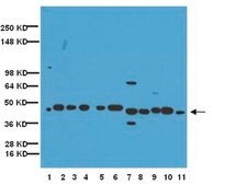 抗连接蛋白40抗体 Chemicon®, from rabbit