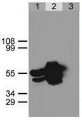 Anti-GFP antibody produced in rabbit