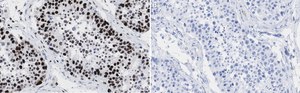 Anti-POLR2A Antibody, clone 3G21 ZooMAb® Rabbit Monoclonal recombinant, expressed in HEK 293 cells