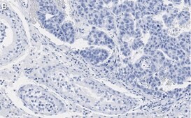 Anti-Nanog Antibody, clone 4C17 ZooMAb® Rabbit Monoclonal recombinant, expressed in HEK 293 cells