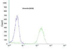 Anti-Vimentin antibody, Rabbit monoclonal clone SP20, recombinant, expressed in proprietary host, tissue culture supernatant