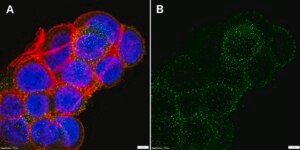 Anti-NOX2/gp91phox Antibody, clone 1J16 ZooMAb® Rabbit Monoclonal recombinant, expressed in HEK 293 cells