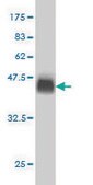 Monoclonal Anti-USP9X antibody produced in mouse clone 1C4, purified immunoglobulin, buffered aqueous solution
