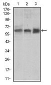 Anti-BMPR-1A, clone 4B7B2 Antibody ascites fluid, clone 4B7B2, from mouse