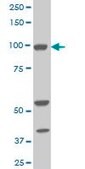 Monoclonal Anti-ALDH1L1 antibody produced in mouse clone 3E9, purified immunoglobulin, buffered aqueous solution