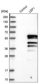 Anti-LEF1 antibody produced in rabbit Prestige Antibodies® Powered by Atlas Antibodies, affinity isolated antibody, buffered aqueous glycerol solution
