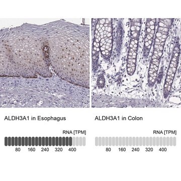 Anti-ALDH3A1 antibody produced in rabbit Prestige Antibodies® Powered by Atlas Antibodies, affinity isolated antibody