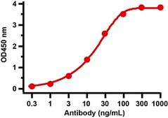 Anti-SARS-CoV-2 (COVID-19) Nucleocapsid antibody produced in rabbit affinity isolated antibody